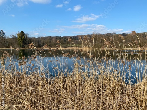 Flach lake or Flachsee in the natural protection zone Aargau Reuss river plain (Naturschutzzone Aargauische Auen in der Reussebene), Rottenschwil - Switzerland (Schweiz) photo