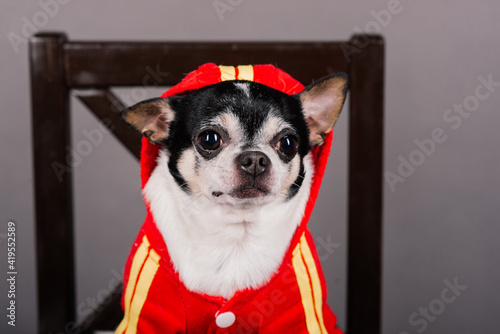 Close-up of a Chihuahua in front of a grey background © Ivan Zelenin