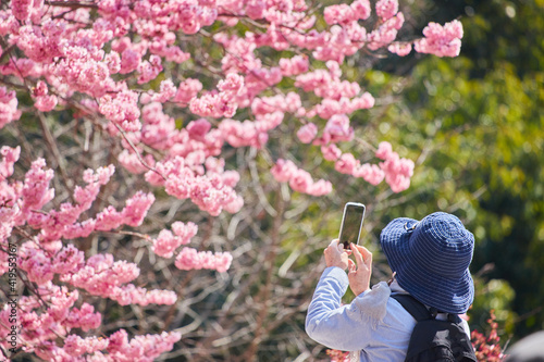 春の満開の桜の花を携帯電話で撮影しているシニア女性の姿