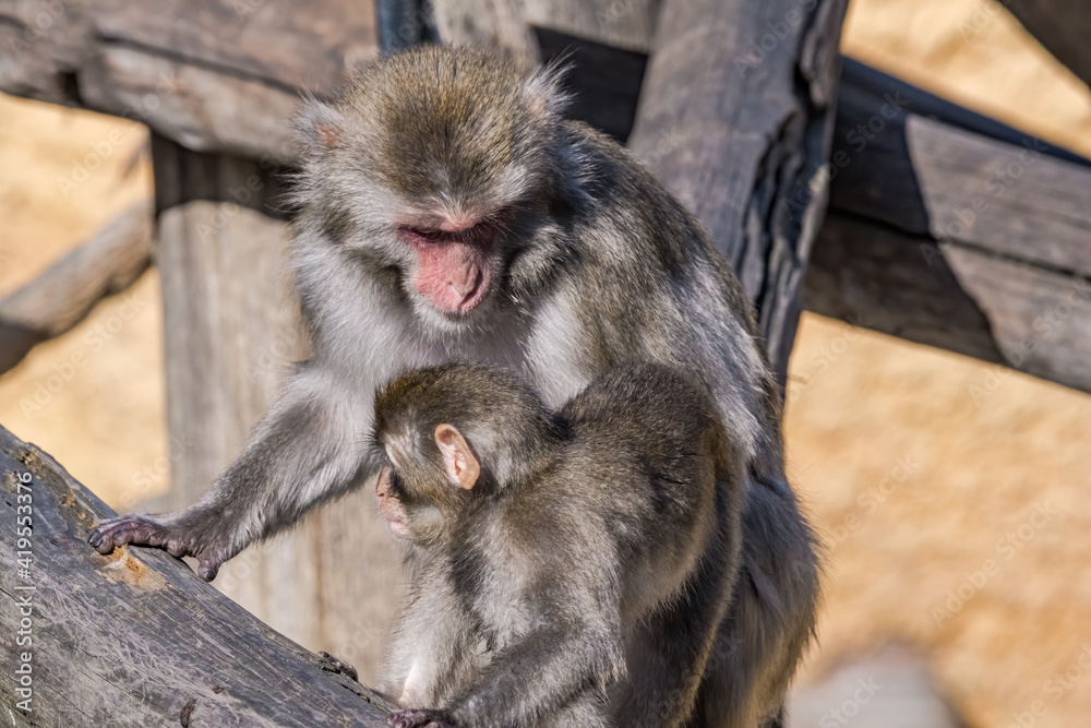 Fototapeta premium Japanese Macaque (Macaca fuscata)