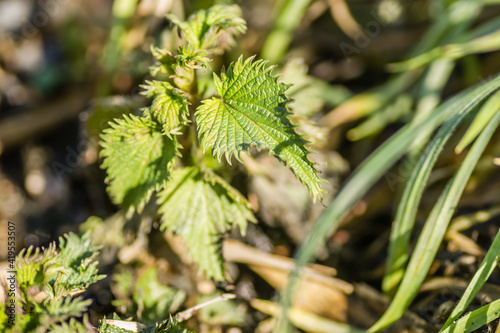 Young Nettle Plant sunlit by the spring sun 