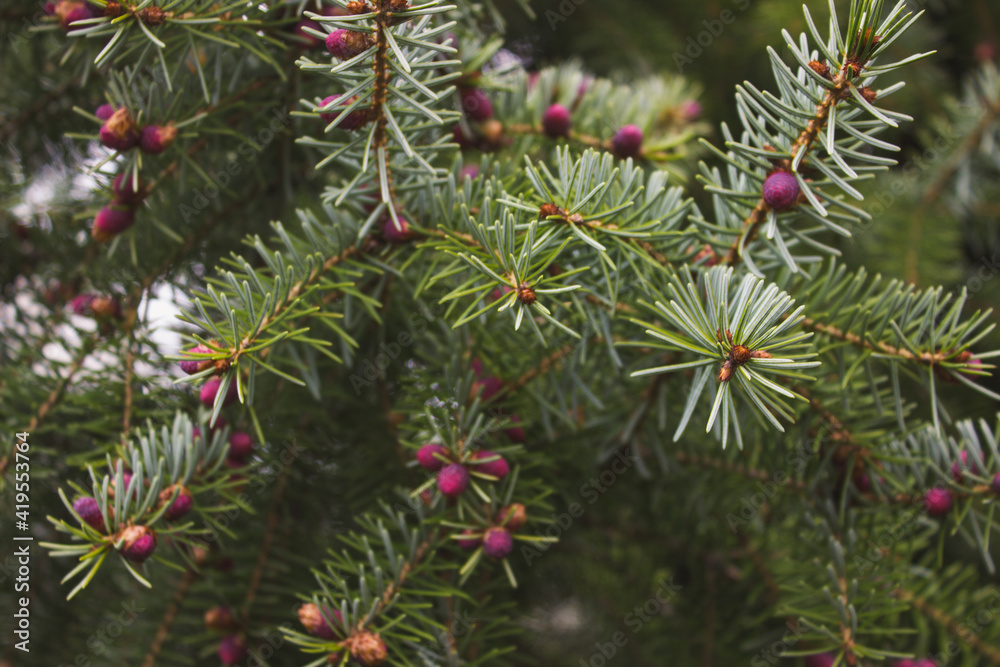 Young cones of blue spruce. Springtime background with new spring growth on blue spruce. Sprigs of blue spruce with small buds.