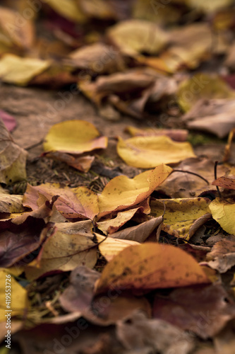 Close up image of Yellow, brown, and red falling leaves at the ground. Fall foliage at the park