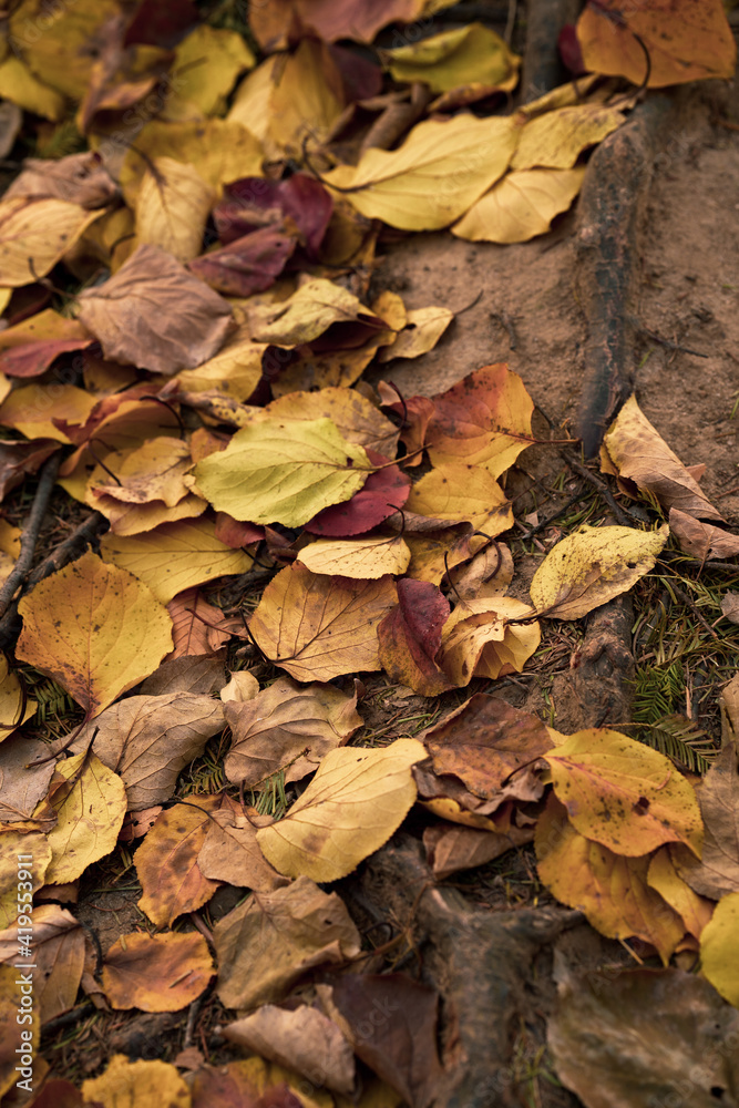 Close up image of Yellow, brown, and red falling leaves at the ground. Fall foliage scenery at the park