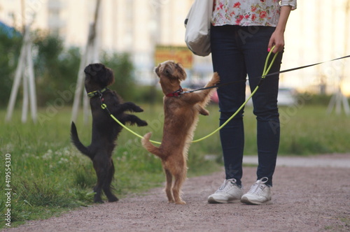 A woman is leash training two dogs. The dogs are griffon breed. The puppies are standing in front of the woman. They are outside in a park with green grass. High quality photo