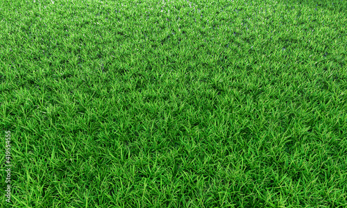 Green grass background vignette or the texture of the natural wall. Top view Fresh green lawns for background, backdrop or wallpaper. The lawn surface is evenly shining and bright.3D Rendering