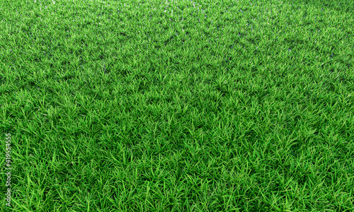 Wallpaper Mural Green grass background vignette or the texture of the natural wall. Top view Fresh green lawns for background, backdrop or wallpaper. The lawn surface is evenly shining and bright.3D Rendering Torontodigital.ca