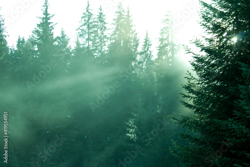 Forest in the morning in a fog in the sun  trees in a haze of light  glowing fog among the trees 