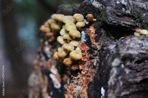 A clump of Sulphur tuft is on the rotting trunk in the forest.