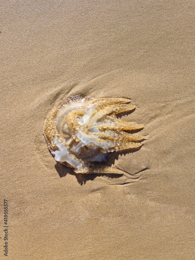 Brown and white transparent jellyfish dead aurelia medusa on the sand on the beach shore or seaside in the morning. Ecological nature environmental disaster. Close-up downside view, place for text Brown and white transparent jellyfish dead aurelia medusa on the sand on the beach shore or seaside in the morning. Ecological nature environmental disaster. Close-up downside view, place for text