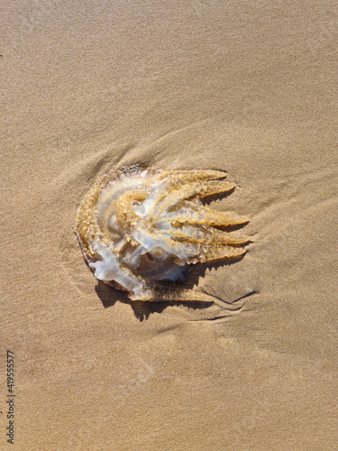 Brown and white transparent jellyfish dead aurelia medusa on the sand on the beach shore or seaside in the morning. Ecological nature environmental disaster. Close-up downside view  place for text