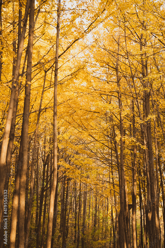 Forest with tall tree and autumn yellow leaves in Seoul Forest, South Korea Forest with tall tree and autumn yellow leaves in Seoul Forest, South Korea