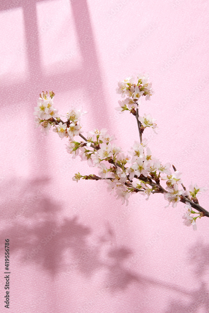 Indoor おうちで 桜 お花見 Stock Photo Adobe Stock Indoor おうちで 桜 お花見 Stock Photo Adobe Stock