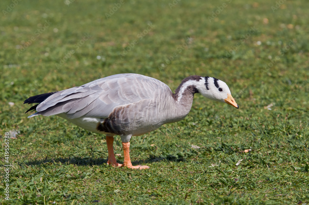 Feral Bar-headed Goose (Anser indicus) in park, Keil, Schleswig-Holstein, Germany Feral Bar-headed Goose (Anser indicus) in park, Keil, Schleswig-Holstein, Germany