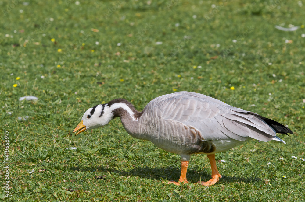 Feral Bar-headed Goose (Anser indicus) in park, Keil, Schleswig-Holstein, Germany
