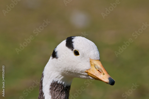 Feral Bar-headed Goose (Anser indicus) in park, Keil, Schleswig-Holstein, Germany