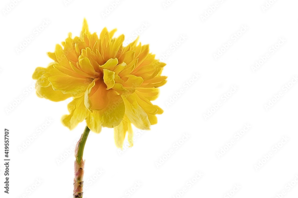 Naklejka premium yellow ranunculus shrub - Kerria japonica - on white background