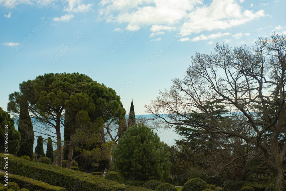landscape of pines and cypresses by the seashore