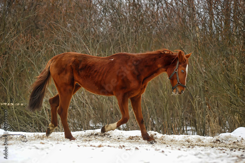 horse in winter in a paddock in the forest