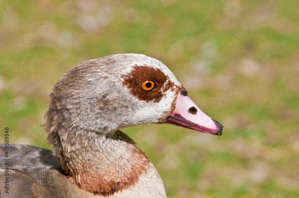 Feral Egyptian Goose (Alopochen aegyptiacus) in park, Keil, Schleswig-Holstein, Germany Feral Egyptian Goose (Alopochen aegyptiacus) in park, Keil, Schleswig-Holstein, Germany