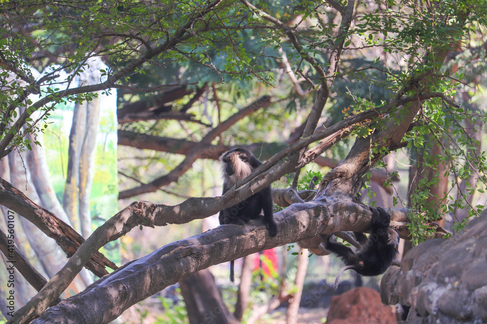 monkey on tree