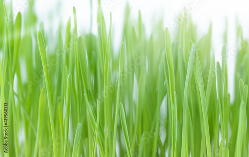 Green grass and sunlight - natural background