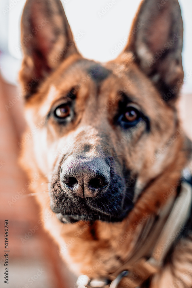 Portrait of a beautiful German Shepherd close-up. Focus on the dog's nose
