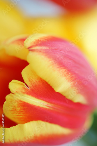 Fototapeta Naklejka Na Ścianę i Meble -  Bouquet with red and yellow tulips close up