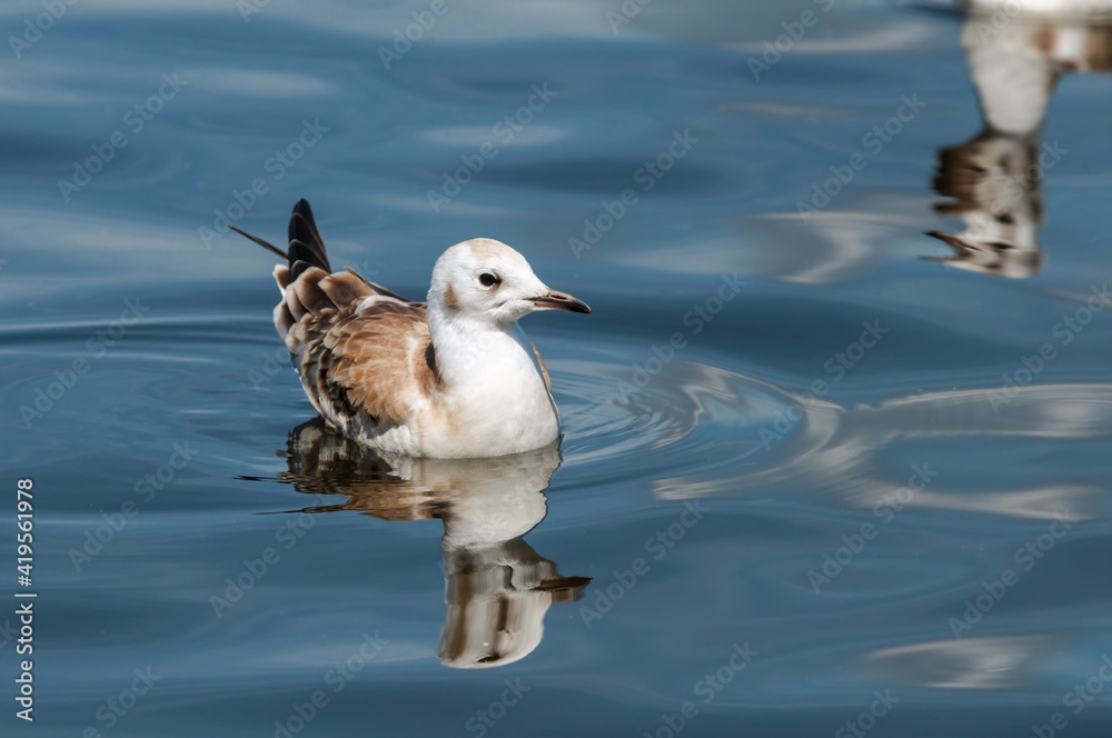Immature Black-headed Gull (Larus ridibundus) in park, Hamburg, Germany Immature Black-headed Gull (Larus ridibundus) in park, Hamburg, Germany