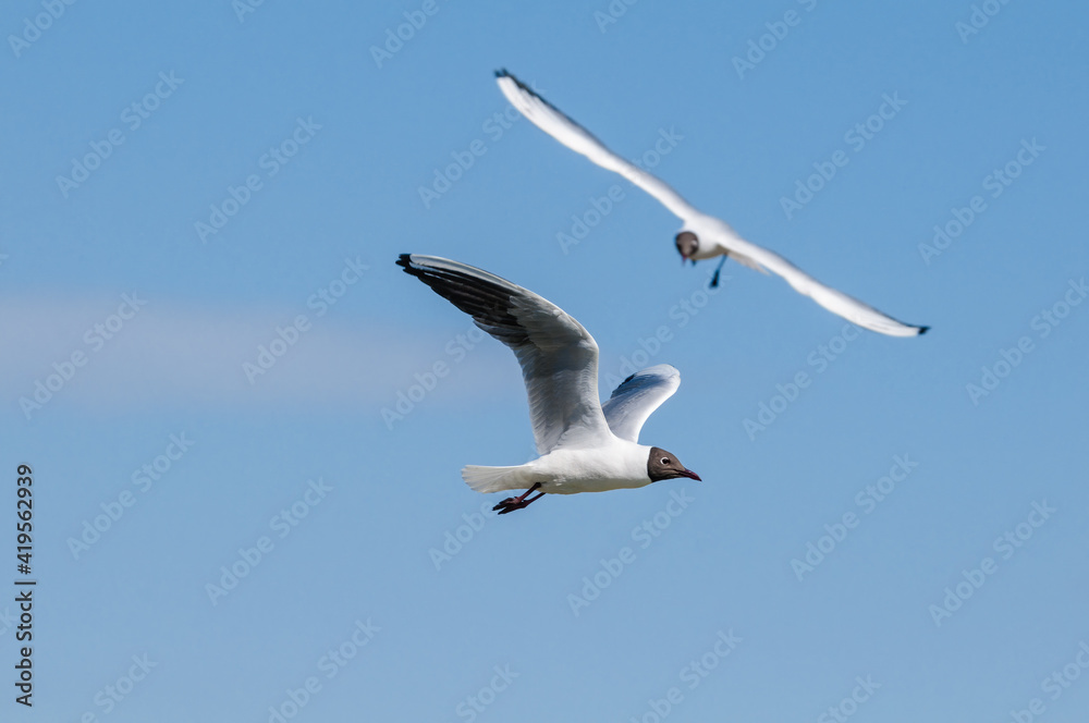 Black-headed Gulls (Larus ridibundus) at colony, Moscow region, Russia Black-headed Gulls (Larus ridibundus) at colony, Moscow region, Russia