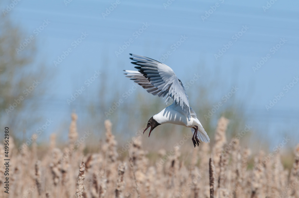 Black-headed Gull (Larus ridibundus) at colony, Moscow region, Russia Black-headed Gull (Larus ridibundus) at colony, Moscow region, Russia