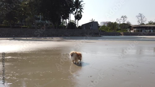 4K Pomeranian dog running on the beach