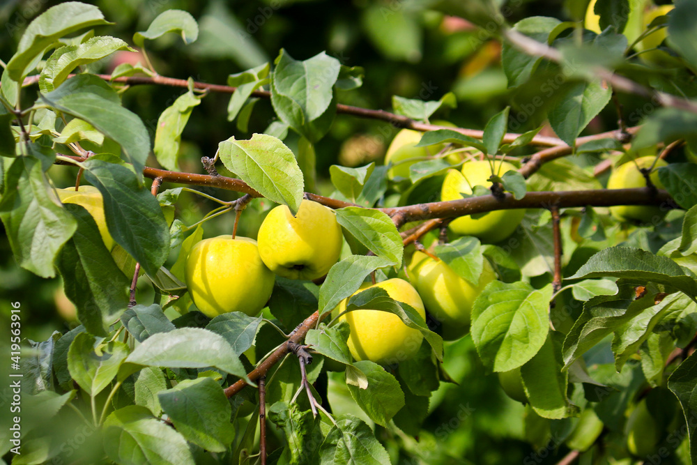 Ripe yellow apples on a branch of an apple tree close-up.