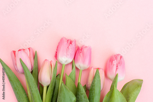Fototapeta Naklejka Na Ścianę i Meble -  Bouquet pink tulips on a pink background.Top view 