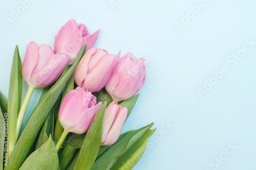 Delicate pink tulips on a blue background