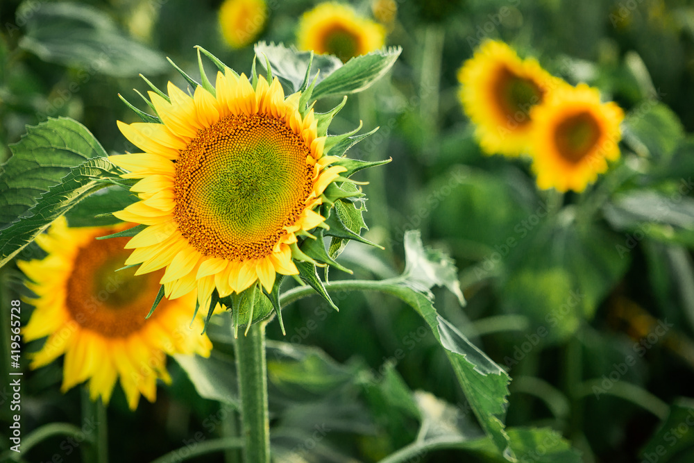 Sunflower field view. Sunflower with Green Bud Sunflower Blossom - Healthy Lifestyles, Ecology, Organic Farming, Smallholding, Gardening, health concept, nature conceptSunflower field nature scene. Sunflower field view. Sunflower with Green Bud Sunflower Blossom - Healthy Lifestyles, Ecology, Organic Farming, Smallholding, Gardening, health concept, nature conceptSunflower field nature scene.