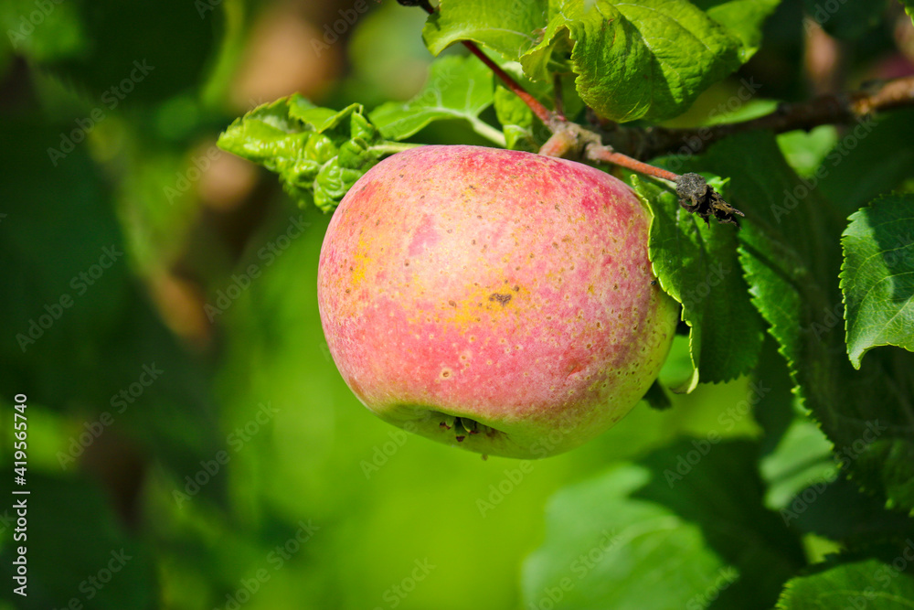 Ripe red apple on a branch of an apple tree close-up. Ripe red apple on a branch of an apple tree close-up.