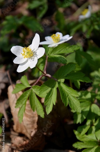 white anemone flowers growing in the forest. wild forest Spring flowers on sunny day