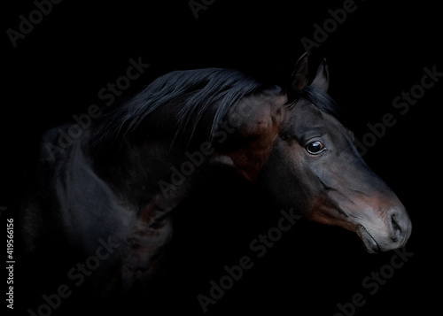 czarny koń © meegi