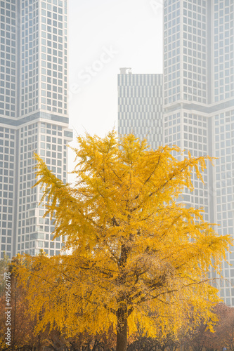 Huge yellow ginkgo tree at the garden with building skyscraper view in Seoul, South Korea