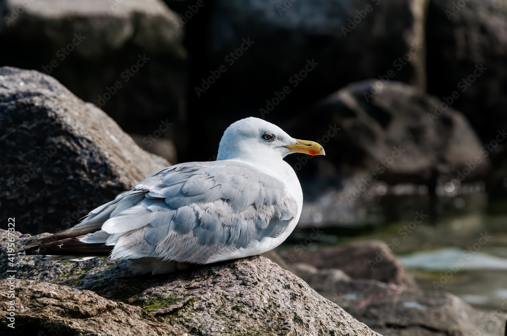 Adult Herring Gull (Larus argentatus) in park, Germany Adult Herring Gull (Larus argentatus) in park, Germany