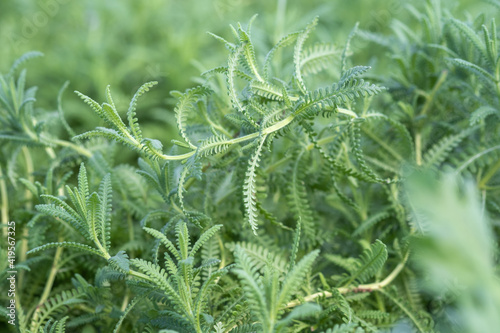 Lavandula dentata, fringed lavender or French lavender photo