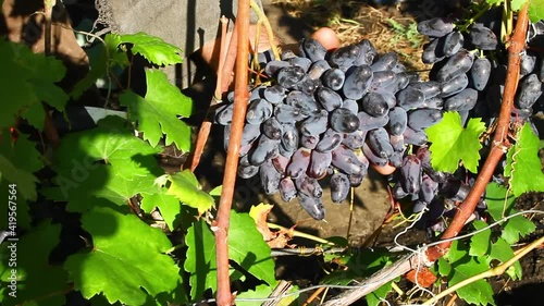 Dark grapes on bushes. Harvest of ripe sweet dark grapes.