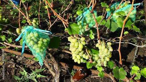 Light grapes, bunches of ripe grapes on bushes. Protective net against insects on grape brushes.