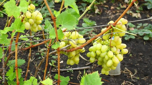 Light grapes, bunches of ripe grapes on bushes