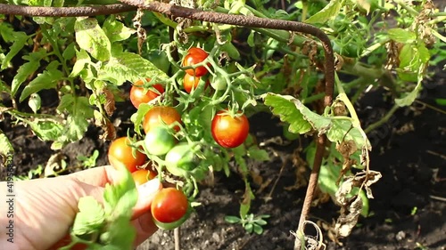 Growing Cheri Tomatoes. Crop tomatoes in bunches.