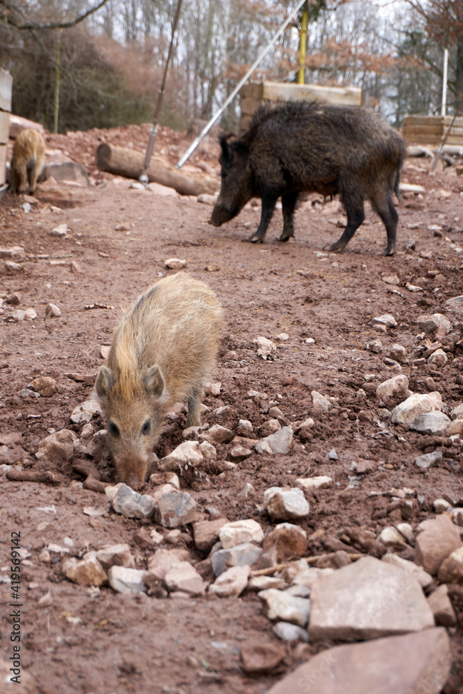 a group of wild boars in their habitat a group of wild boars in their habitat