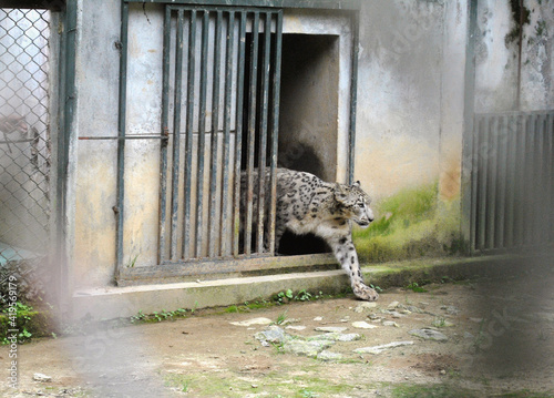 Snow leopard named Malaika walking out of the cage at Himalayan Zoological Park in Gangtok. This animal is endangered species of the world and Sikkim government is preserving it from its extinction.