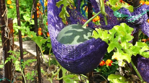 Growing watermelons on a trellis.