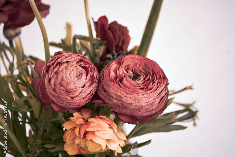 Moody Macro Floral Still Life for a Website and Social media Posts 